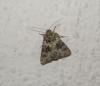 Hecatera dysodea